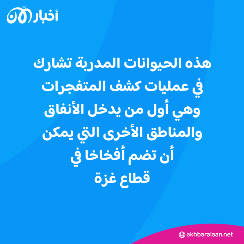 إسرائيل تستعين بالكلاب لدخول الأنفاق في غزة