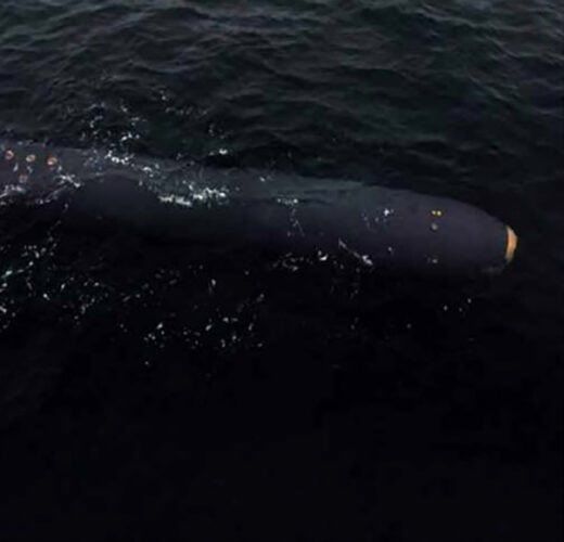 كوريا الشمالية تقول إنها اختبرت "نظام أسلحة نووية تحت الماء" 3 كوريا الشمالية تقول إنها اختبرت "نظام أسلحة نووية تحت الماء"