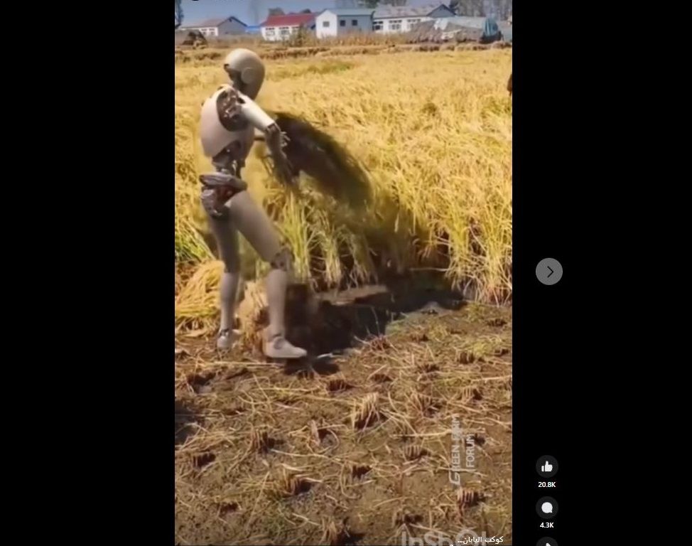 رجل آلي يحصد الأرز في اليابان.. ما حقيقة الفيديو؟