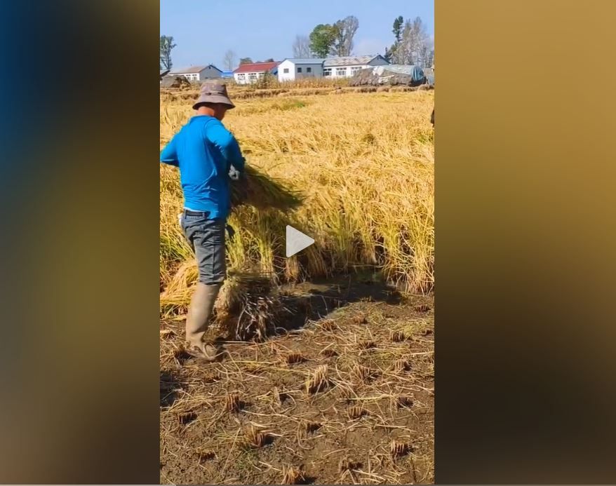 رجل آلي يحصد الأرز في اليابان.. ما حقيقة الفيديو؟