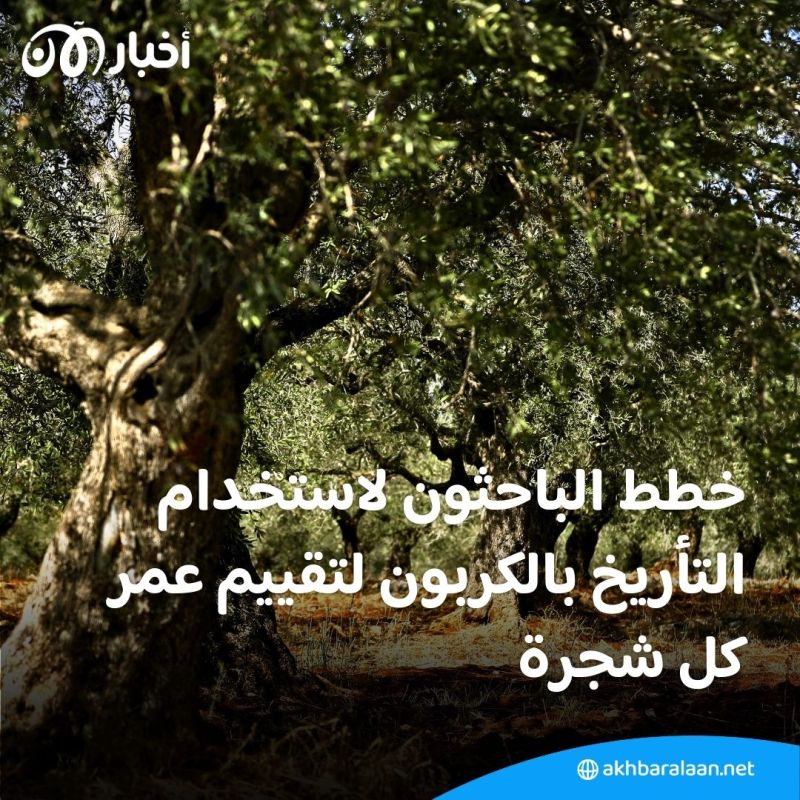 عمرها أكثر من 1100 عام.. أين تقع أقدم أشجار الزيتون في العالم؟