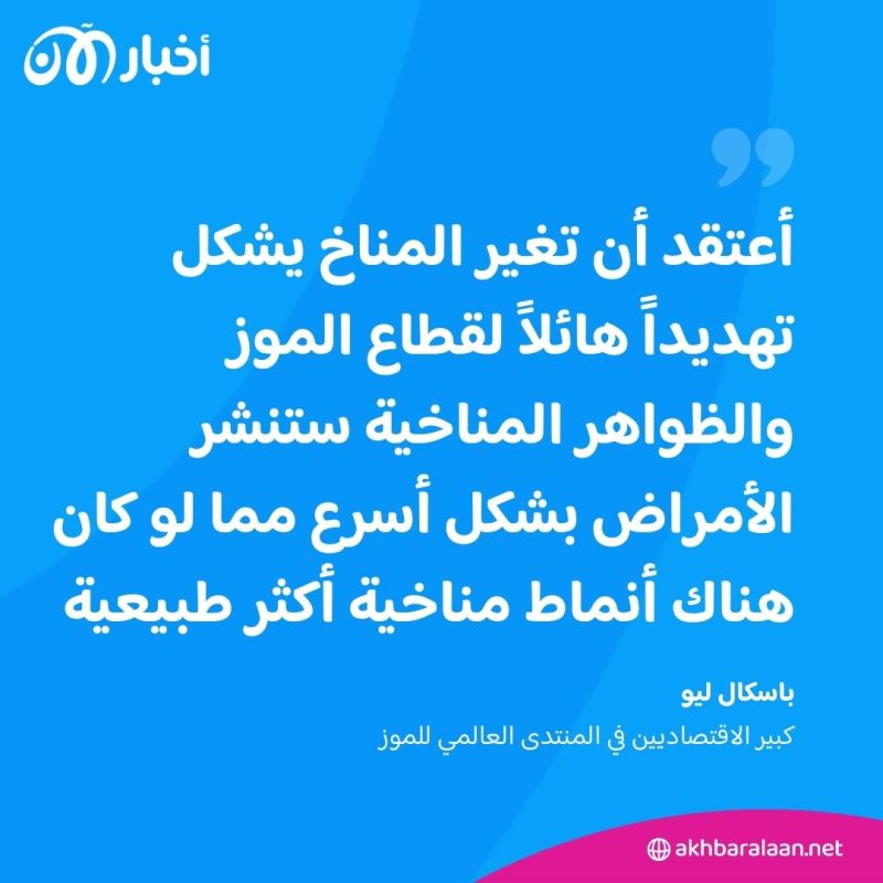 مع تزايد التغييرات المناخية وارتفاع الحرارة.. هل محاصيل الموز مهددة؟