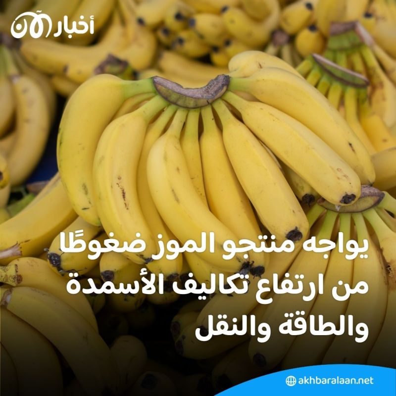 مع تزايد التغييرات المناخية وارتفاع الحرارة.. هل محاصيل الموز مهددة؟