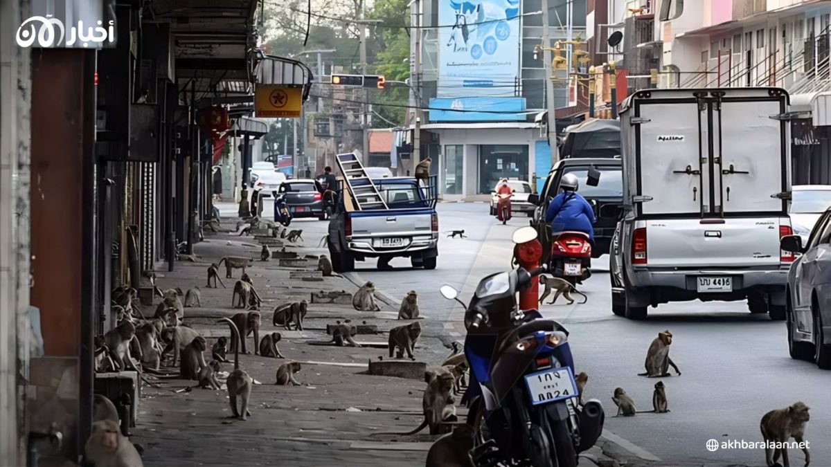 "عصابات" القرود تجتاح بلدة تايلاندية.. وتحرك رسمي بعد اندلاع معركة فريدة من نوعها 1 "عصابات" القرود تجتاح بلدة تايلاندية.. وتحرك رسمي بعد اندلاع معركة فريدة من نوعها
