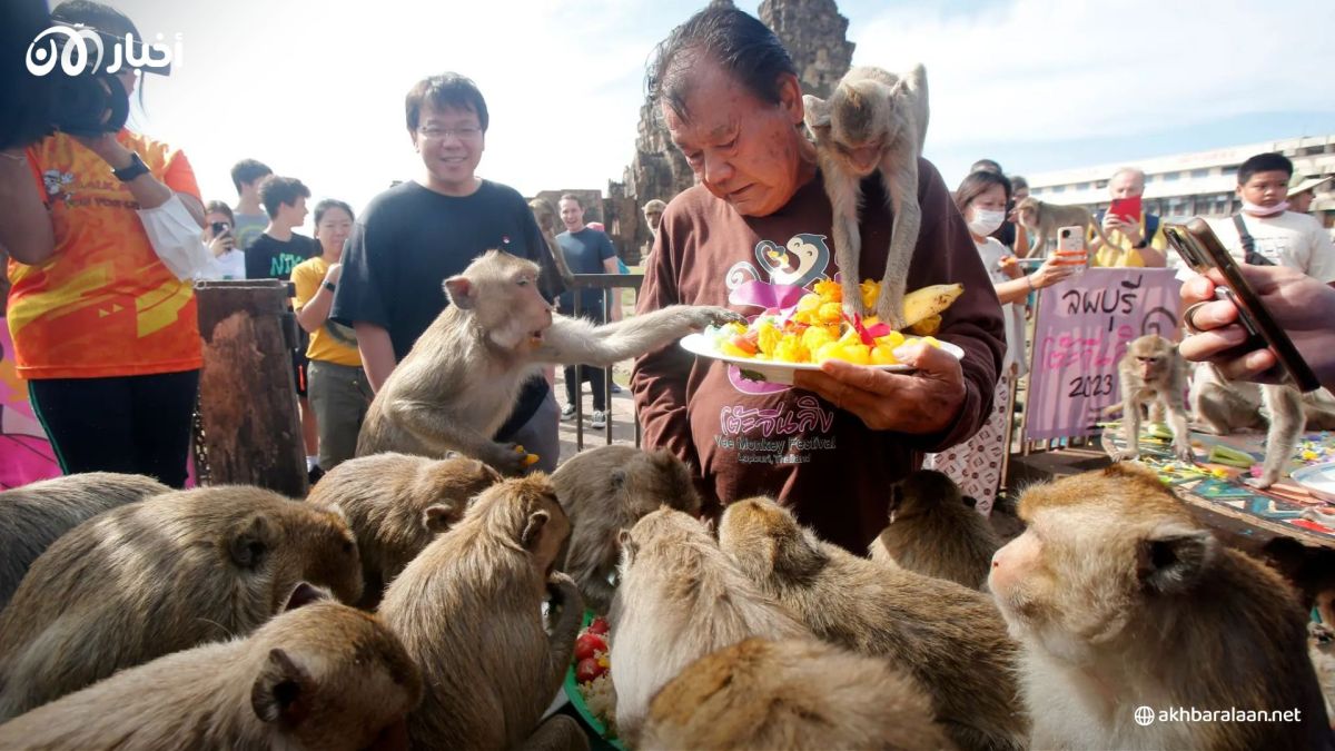"عصابات" القرود تجتاح بلدة تايلاندية.. وتحرك رسمي بعد اندلاع معركة فريدة من نوعها 3 "عصابات" القرود تجتاح بلدة تايلاندية.. وتحرك رسمي بعد اندلاع معركة فريدة من نوعها