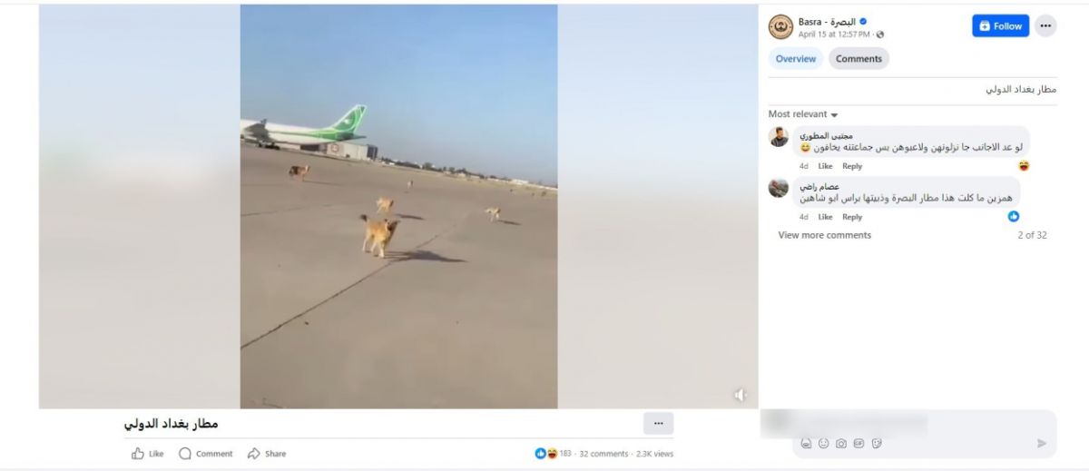 ما حقيقة فيديو الكلاب الشاردة في مطار هواري بو مدين بالجزائر؟