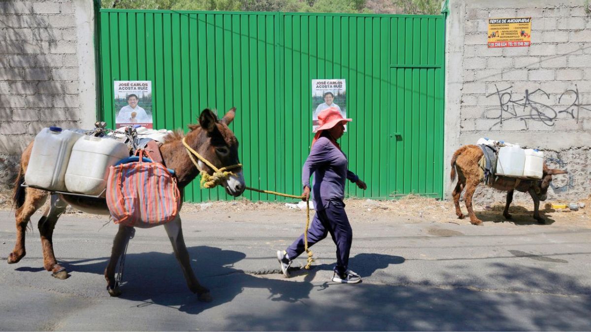 رمز الصمود والعمل الشاق.. متى بدأ الاحتفال بـ "اليوم العالمي للحمير"؟