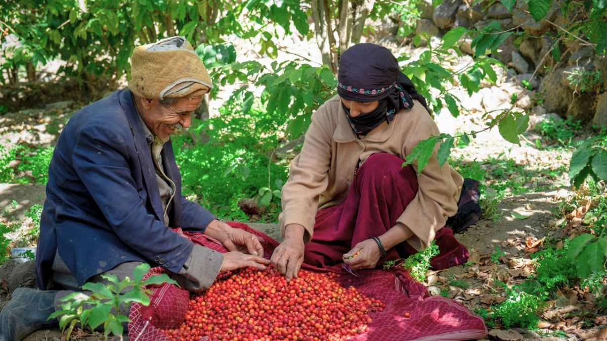 بالصور| معرض جذور الهوية: رحلة بصرية في عالم زراعة البن في اليمن