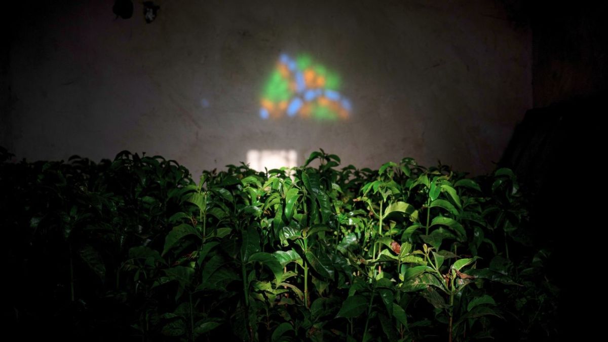 بالصور| معرض جذور الهوية: رحلة بصرية في عالم زراعة البن في اليمن