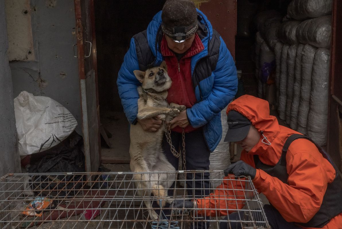 مع اقتراب القوات الروسية.. أوكرانية ترفض إخلاء منزلها إلا برفقة كلابها