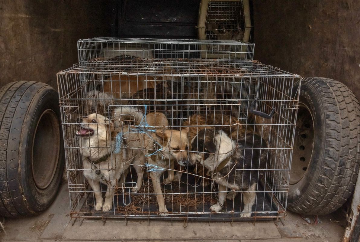 مع اقتراب القوات الروسية.. أوكرانية ترفض إخلاء منزلها إلا برفقة كلابها