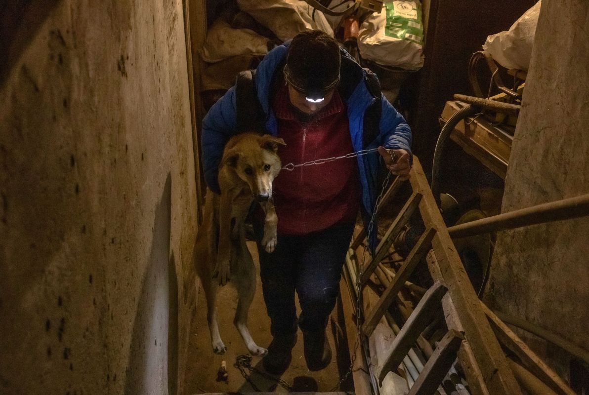 مع اقتراب القوات الروسية.. أوكرانية ترفض إخلاء منزلها إلا برفقة كلابها