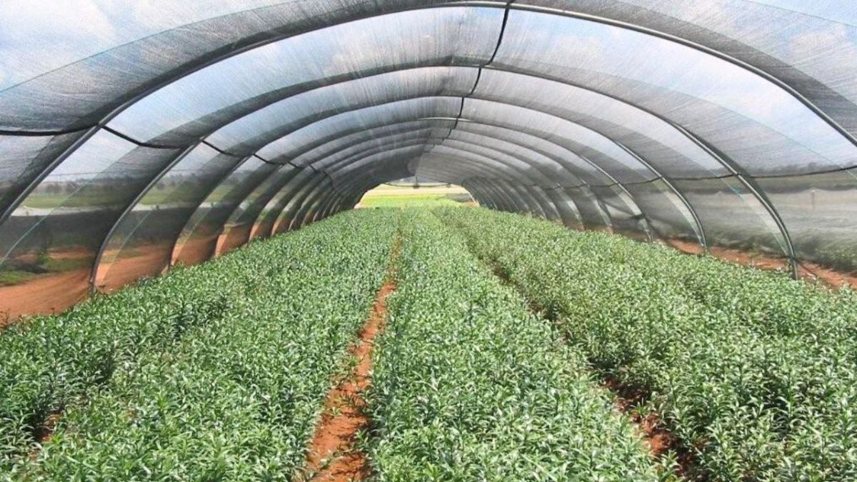 زراعة بدون تربة ومياه من الهواء.. هذا ما تفعله الإمارات لتعزيز أمنها الغذائي