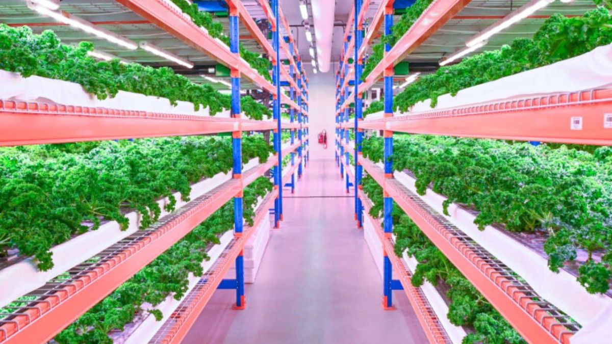 زراعة بدون تربة ومياه من الهواء.. هذا ما تفعله الإمارات لتعزيز أمنها الغذائي