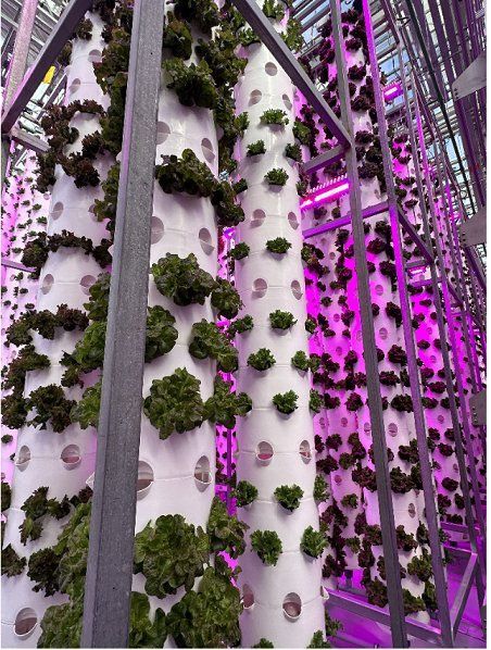 زراعة بدون تربة ومياه من الهواء.. هذا ما تفعله الإمارات لتعزيز أمنها الغذائي