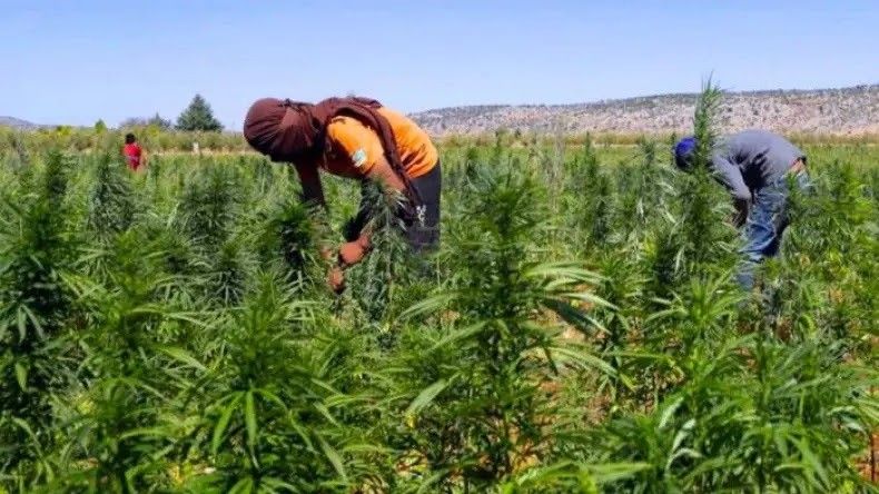 المغرب يتصدر قائمة مصدري القنب الهندي