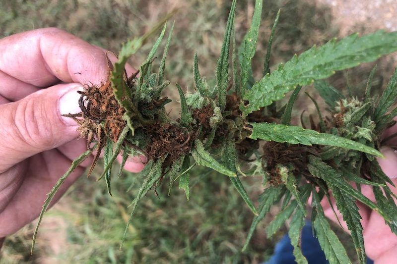 المغرب يتصدر قائمة مصدري القنب الهندي