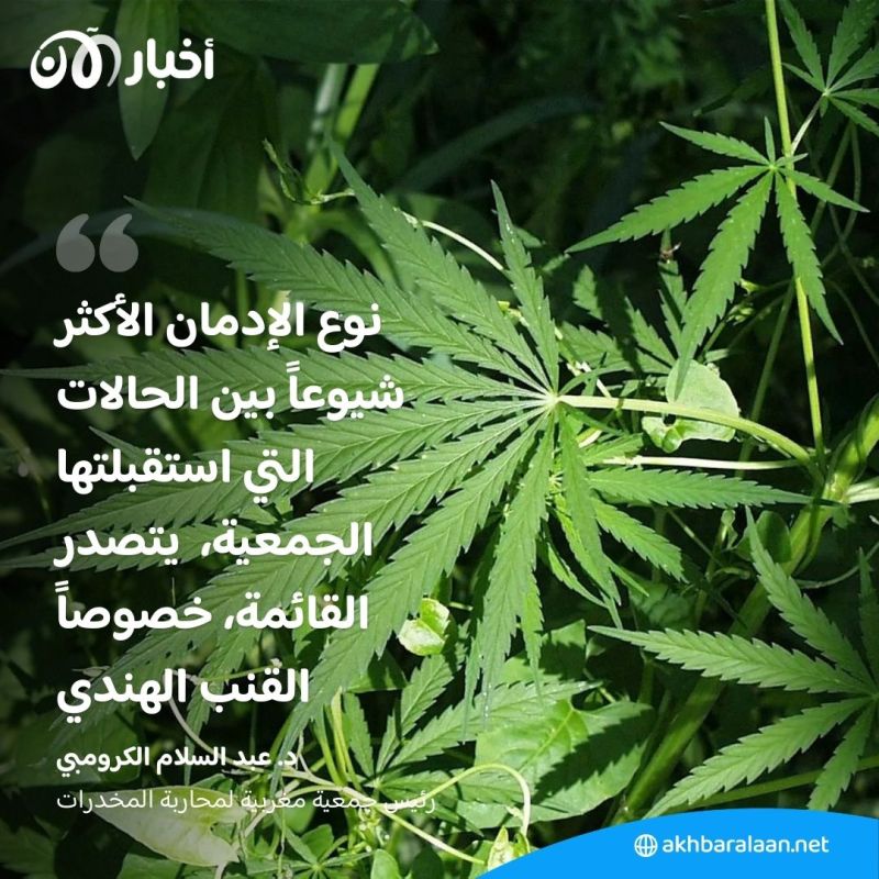 المغرب يتصدر قائمة مصدري القنب الهندي