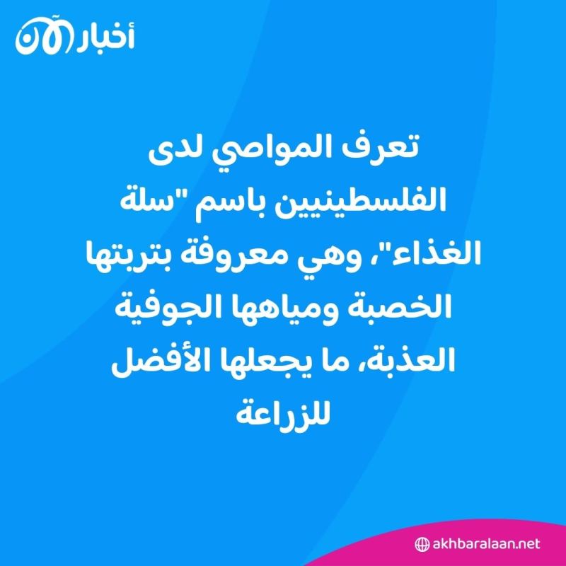 "سلة غذاء غزة".. ماذا نعرف عن منطقة المواصي ولماذا هاجمت إسرائيل "المنطقة الآمنة"؟