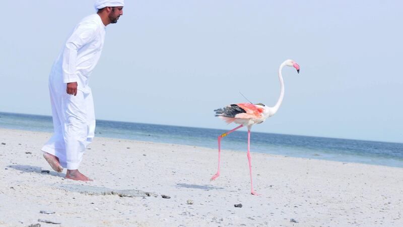 كيف تتنبأ الحيوانات بالطقس وتخطط لرحلاتها