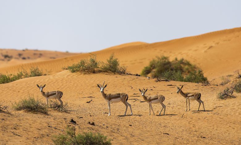 كيف تتنبأ الحيوانات بالطقس وتخطط لرحلاتها