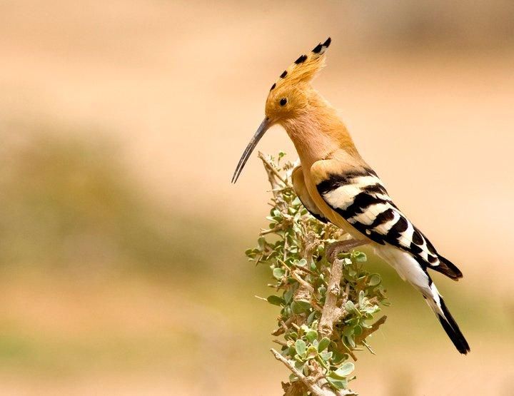 كيف تتنبأ الحيوانات بالطقس وتخطط لرحلاتها