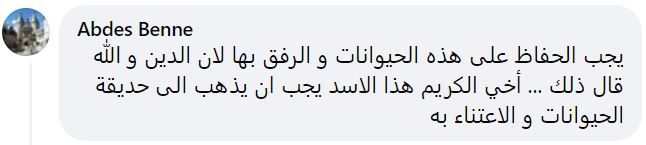 تريندينغ | رجل جزائري يربي أسد أفريقي نادر في بيته