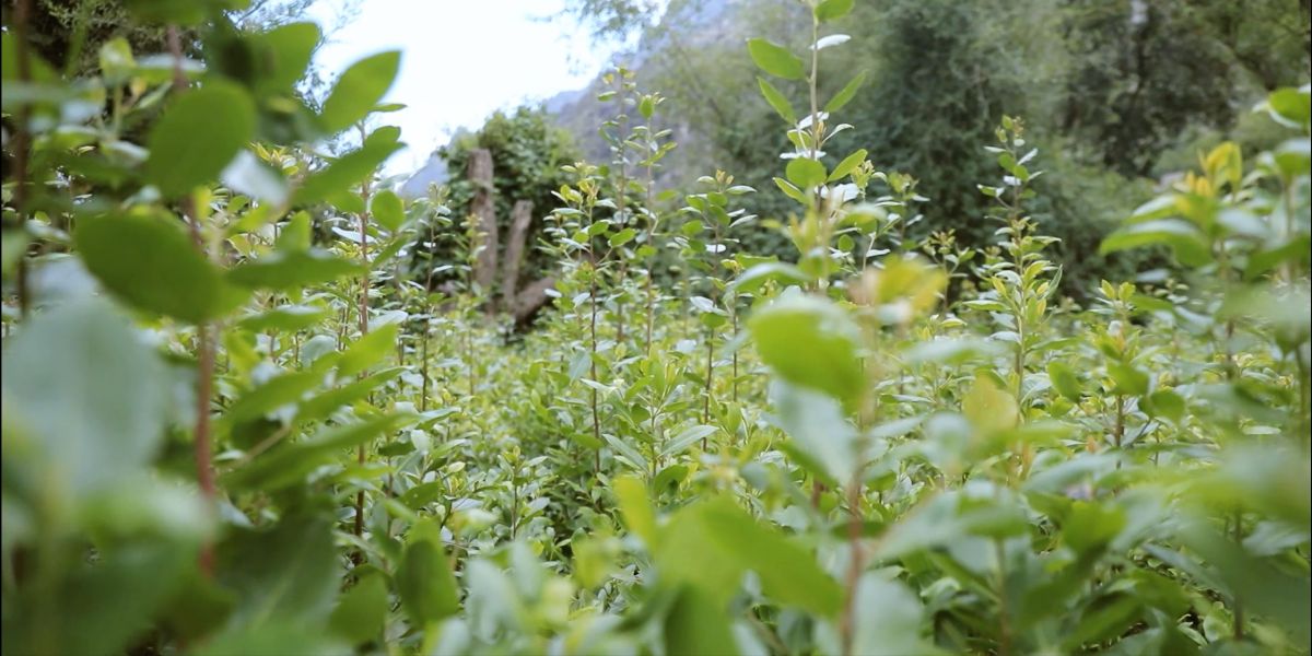 أحد حقول القات في محافظة تعز اليمنية، أكتوبر 2024.