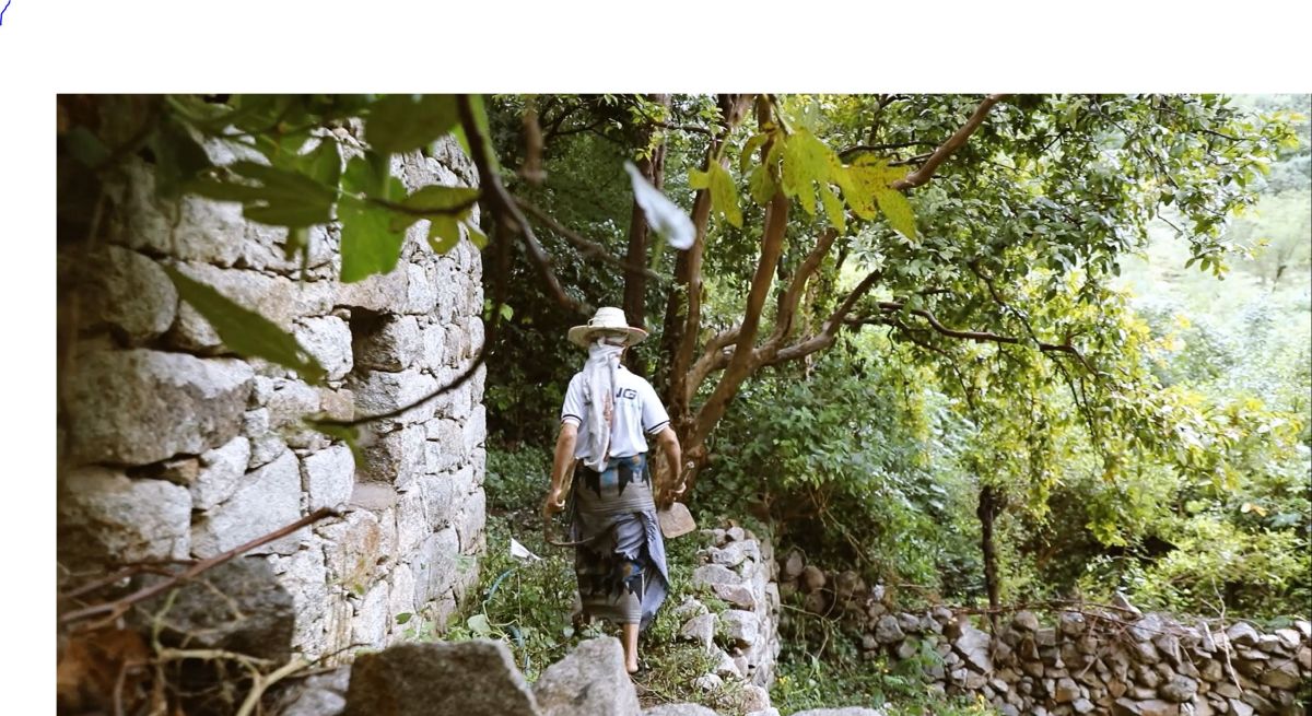 عبد السلام المقطري بين أشجار البن، تعز أكتوبر 2024